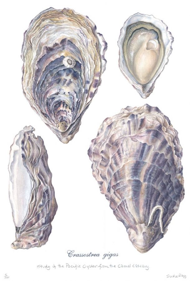 Glycogen: Your Body's Built-In Energy Reserve (and Why Oysters Are Loaded with It)